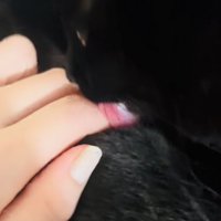 ママの指を舐める黒猫