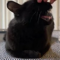 なでられている黒猫