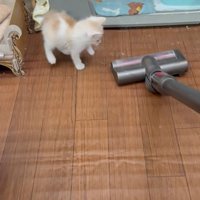 掃除機を見ている子猫