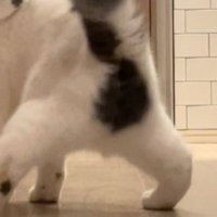 猫のおしり〜足元