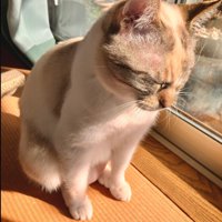 ひだまりの中でお座りする猫