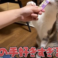 おやつに夢中で前足が浮いてしまう猫