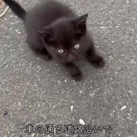 道路にいる子猫