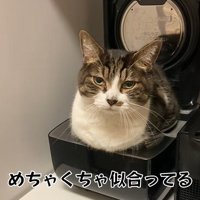 炊飯器が似合う猫