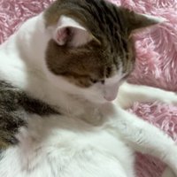 腕を見つめる猫