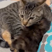 子猫を毛づくろい中の猫