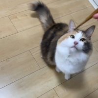 箸を見つめる猫