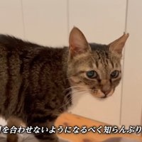 テロップ「目を合わせないように～」
