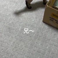 においを嗅ぐ猫