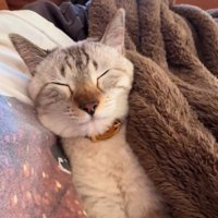 毛布をかぶる猫