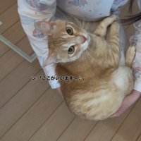 見上げる猫