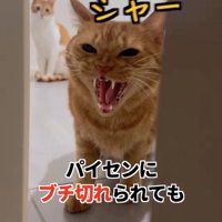 ドアの隙間から威嚇している猫