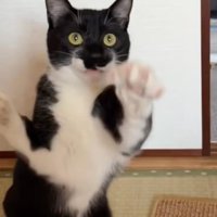 当たらない猫