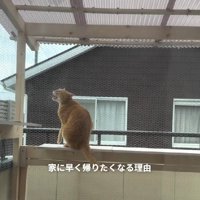 テラスの猫
