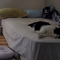 ベッドの手前で横になる猫