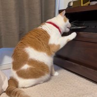 ディスクを噛む猫