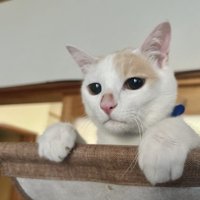 寝そべる猫