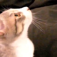 棒を見上げるモアレちゃん
