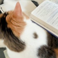 男の子の手に狙いを定める猫
