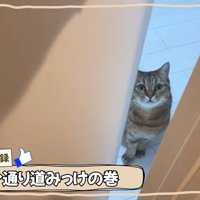 テロップ「いい通り道みっけの巻」