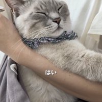 飼い主さんに抱っこ紐で抱っこされるシャムトラ猫