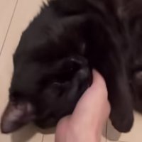 飼い主に頭を撫でられる黒猫