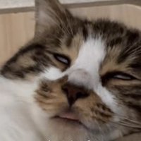 白目で口が半開きの猫