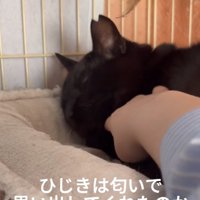撫でられる猫