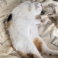 ベッドの上で仰向けに眠る三毛猫