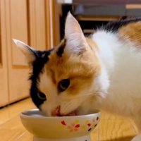 横向きでご飯を食べる三毛猫