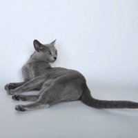寝そべって右を向く猫