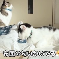 布団のにおいを嗅ぐ猫