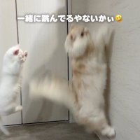 ジャンプする2匹の猫