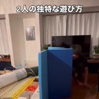 遊んでいる猫とパパさん