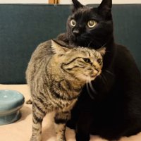 黒猫にスリスリするキジトラ猫