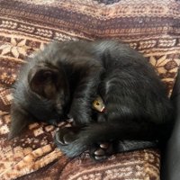 丸くなって寝る猫