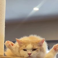 くつろぐ猫