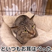 耳を伏せている猫