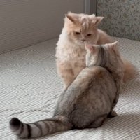 手前の猫がしっぽまっすぐのばすし2匹の猫が座って睨み合い