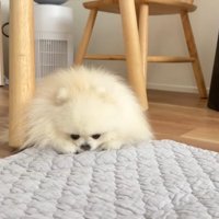 床に伏せるポテチくん