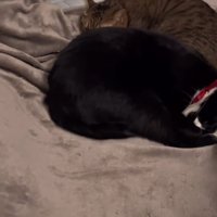 丸くなって寝る2匹の猫