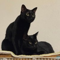 室内にいる猫たち