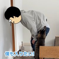 飼い主の脚をよじ登る猫
