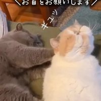 横になって白茶猫の背中を押す猫（お首をお願いします）