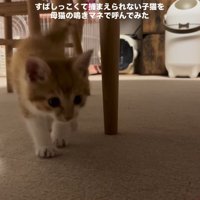 近づいてくる子猫