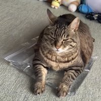 おもちゃの上でくつろぐ猫の写真2