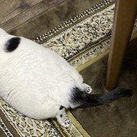 猫の後ろ姿のアップ
