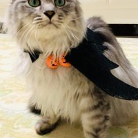 ハロウィン飾りをつけた猫