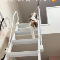 出てくる猫