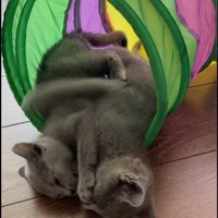 遊んでいる子猫